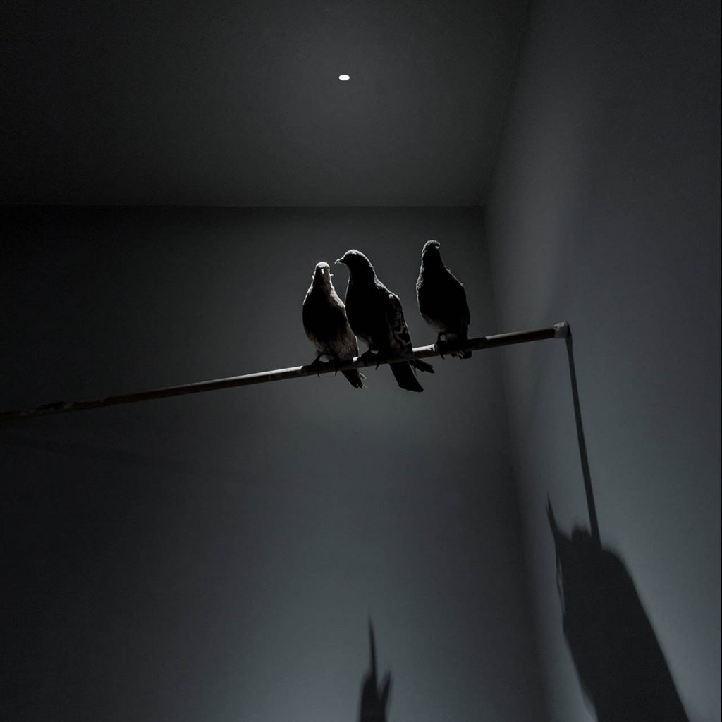 Nulla light shining over three birds on a horizontal pole